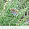 kretania zephyrinus vashlovani female oviposition